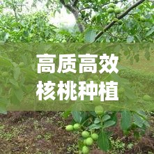 高質高效核桃種植技術揭秘與未來發(fā)展展望