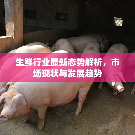 生鮮行業(yè)最新態(tài)勢解析，市場現(xiàn)狀與發(fā)展趨勢