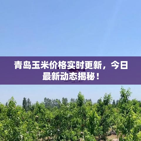 青島玉米價格實時更新，今日最新動態(tài)揭秘！